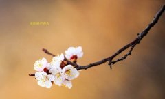 在这春暖花开的季节，欢迎你们加入知道网络