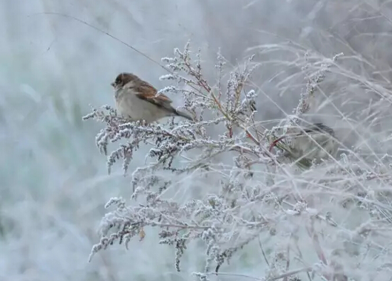 91天媒传媒mv在线视频