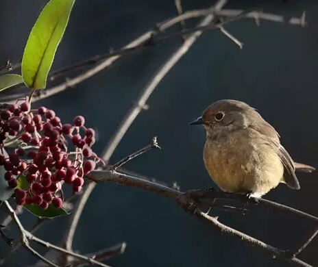 91天媒传媒mv在线视频