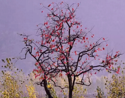 91天媒传媒mv在线视频