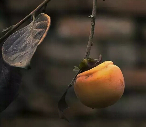 91天媒传媒mv在线视频