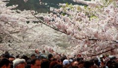 你见过空无一人的中山公园樱花大道吗？美！