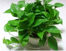 这些绿色的植物可以让全家人更健康